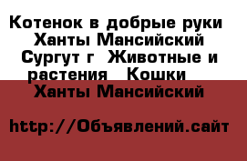 Котенок в добрые руки - Ханты-Мансийский, Сургут г. Животные и растения » Кошки   . Ханты-Мансийский